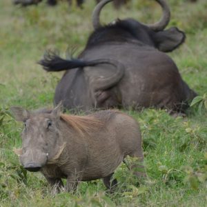 Pumba